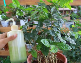 梔子花發財樹很容易黃葉，澆水加上2種“料”，葉片油綠長勢旺