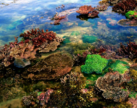 大海中的貴族，珊瑚中的翹楚