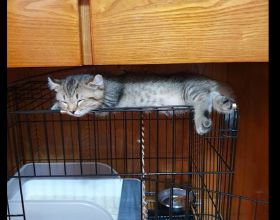 貓咪不去睡自己的窩，而是睡在籠子的上方，貓：我的生活我做主