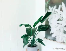 日系の動漫風系列圖片第五十七期（原圖來源於網路侵刪）