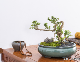 假如泰迪會說話，它想要表達哪些情感？我代替它回答一下