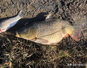 可惜了！北京男子釣4斤重鯉魚，看過尾巴犯難了：被電的能吃嗎？