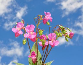 2022年春節，逾四成受訪者稱有返鄉置業意願？縣城買房會火熱？