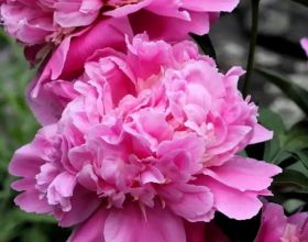 歷史的驚人相似之——永樂和康熙間接害了自己最喜歡的兒子