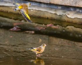 城市SUV大比拼 從設計看 自主功力高還是合資實力強？