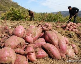 紅薯高產種植，是翻蔓好還是提蔓好？多數農民沒做對
