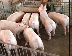 我國出現超級養豬場，年產量高達210萬隻，究竟是怎麼運作的？
