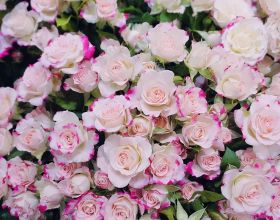 鮮切花中的王者—植物非試管高效快繁肯亞玫瑰