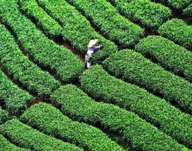 印度曾把茶葉做到世界第一，把中國茶葉逼入絕境，其中發生了什麼