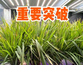 我國水稻育種實現突破：60天可收穫，畝產1300斤，有望一年種6茬