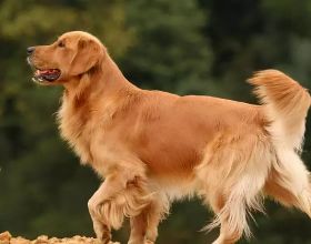 公認“無攻擊性”的3種狗，你最想養哪隻？