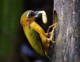 頻繁用力啄木頭，卻沒有腦損傷，是什麼讓啄木鳥頂住了衝擊力？
