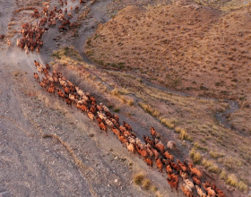 阿克塞：駱駝轉場場面壯觀