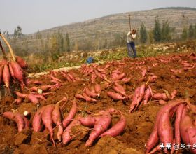 假如明朝熬到工業革命，華夏民族會怎麼樣？