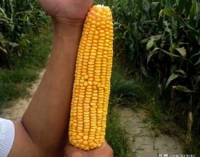 我國玉米三大主導品種之一，最高畝產2500斤，適合在哪裡種植