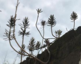 邱意濃是《追龍2》顏值擔當，在《倚天》被嘲整容，網友相差太大