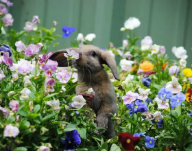 當動物親吻花朵，這是世界上最萌的照片