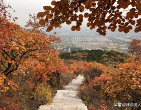 從最火童星、主持人到銷聲匿跡，童星宮傲到底經歷了什麼？