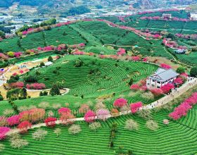 &OpenCurlyDoubleQuote;野人&rdquo;教授何家慶：生前被嫌棄，死後蓋國旗