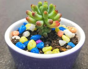 當值裁判解釋驅逐保羅：對裁判出言不敬併發生肢體接觸