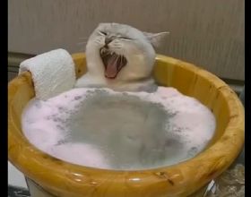 網友給貓咪買了一個小澡盆，它舒坦地躺在裡面，羨慕這樣的生活啊