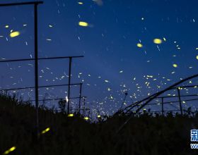 美景山東‖螢火蟲水洞：亞洲罕見的螢火蟲奇觀