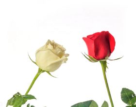 年收入20萬塊想在溫哥華島租房？做夢！官方釋出權威報告