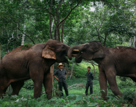在西雙版納，救護亞洲象的人：喂藥時需“鬥智鬥勇”，它們聽得懂簡單的指令，能區分飼養員