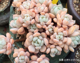 北京冬奧組委：中國運動員沒有成績指標