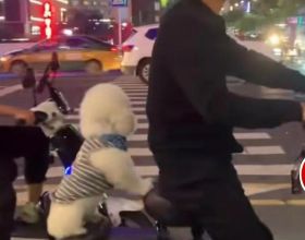 男子騎電動車帶寵物狗
