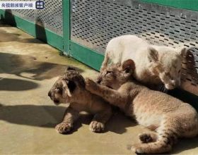 超可愛！鄭州市動物園3只幼獅國慶集體亮相