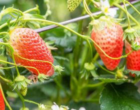 率土之濱：萌新玩家大戰人工智慧，董卓被打得一臉懵逼