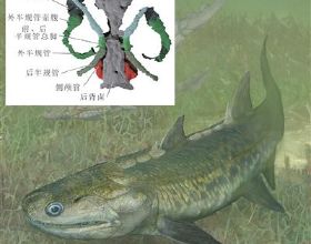 晨曉彌曼魚已知最早的輻鰭魚類