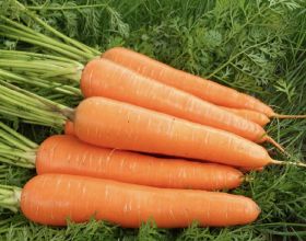 農民伯伯說種植胡蘿蔔主要掌握四個步驟，定能長出又粗又長鬍蘿蔔
