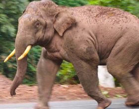 世界大象日，一起為人類的朋友呼籲