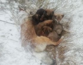 雪地裡發現1條母犬，被凍僵仍護著幼崽，讓人看了忍不住心疼