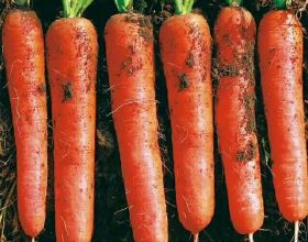 秋季種好胡蘿蔔的幾點做法