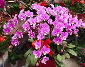 華麗的印度金廟