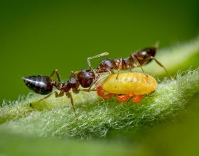 食用蜜露的螞蟻獲得英國皇家生物學會攝影獎