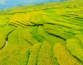水稻最高畝產1123.87公斤 重新整理貴州省水稻高產紀錄