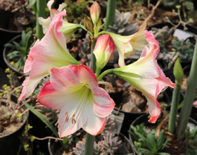 名記：哈登多次向蔡崇信&amp&semi;馬克斯表態想留隊 但也在諮詢離隊策略