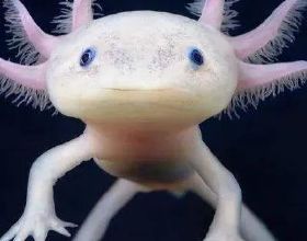 喜訊！動物科學學院院長陳超入選第三屆全國林業和草原教學名師