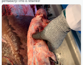 科學家解剖鯨鰭帶來驚人發現：部分骨骼與人類手掌幾乎相同