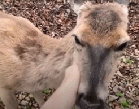 大金毛11年前救了一頭母鹿，結果它每年都會帶著娃上門找狗子幫忙