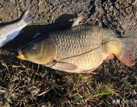 北京釣友釣條大鯉魚，魚尾彎曲如麻花！神評：它在學瑜伽？