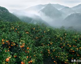柑橘種植技術｜柑橘一年需要施幾次肥，如何施肥？