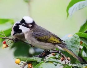 「菜鳥教菜鳥~22」音響架和腳架真心不便宜，真的可以改善音質嗎