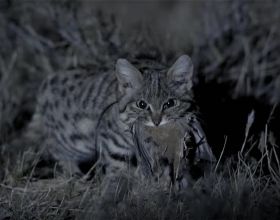 被全世界禁養的貓，體型最小卻是非洲草原的王者，看完你還想養嗎