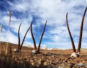 「手慢無」這可能是最醜的滑鼠沒有之一了吧