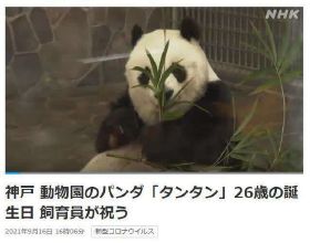 旅日大熊貓26歲生日吃上“漢堡套餐”，網友：看到她吃得這麼高興，被治癒了